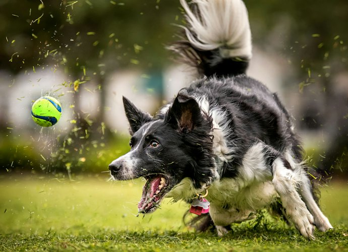 Automatic Ball Launchers Keep Active Dogs Busy