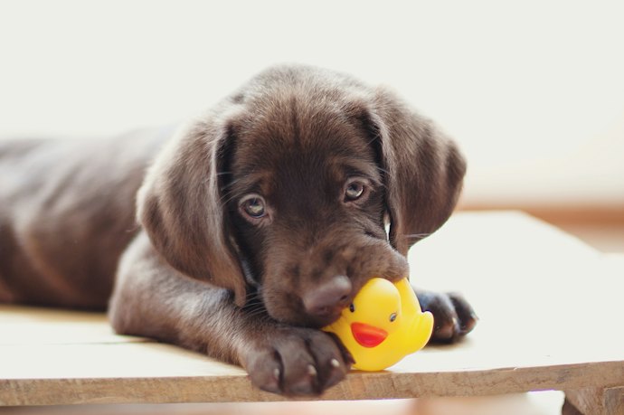 Give Them a Toy for Hours of Fun