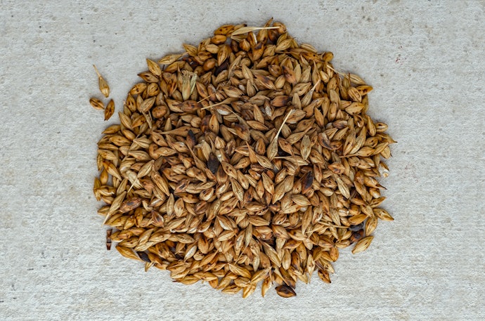 Grains are the Foundation for Any Beer