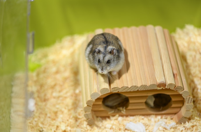 Wooden Hamster Hideouts