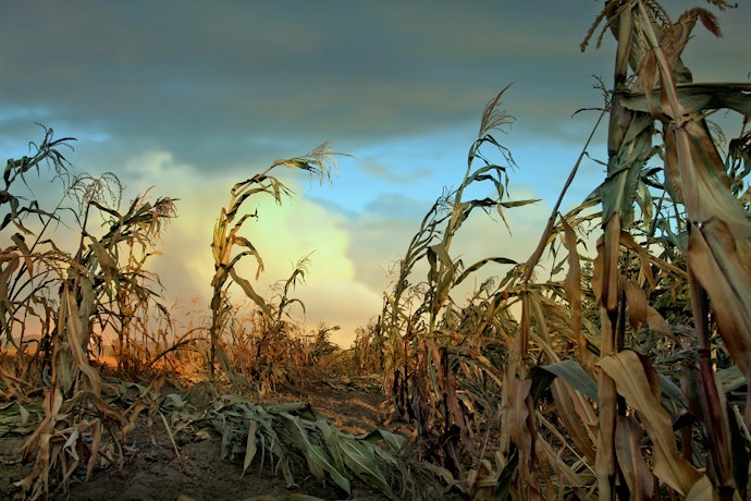 Rural Horror Offers Isolated Nightmares