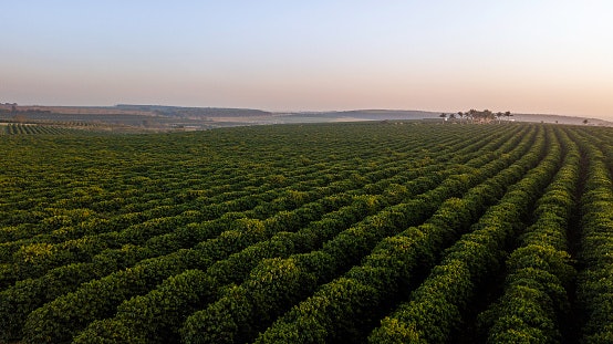Look for Coffees Grown at Low Altitudes