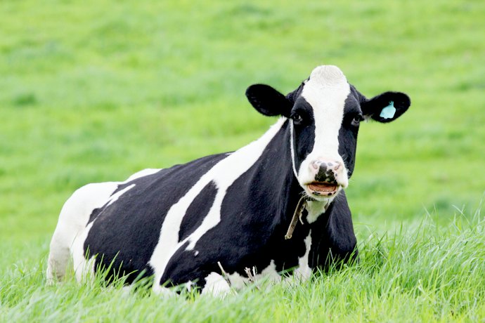 Look for Grass-Fed, rBST-Free or rBGH-Free, and No Antibiotics