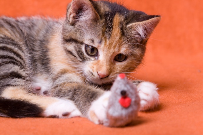 Independent Toys Help a Cat Practice its Hunting Techniques