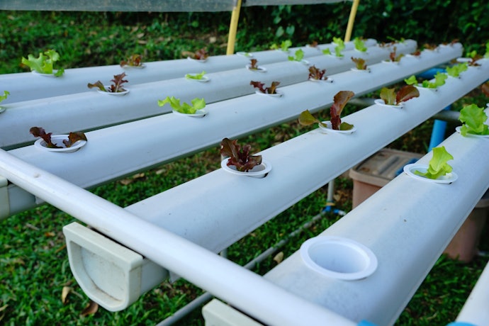 Ebb and Flow System is for Plants Needing Plenty of Water and Nutrients
