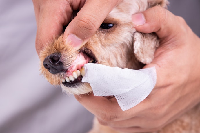 Tooth Wipes are Good for Quick Dental Care