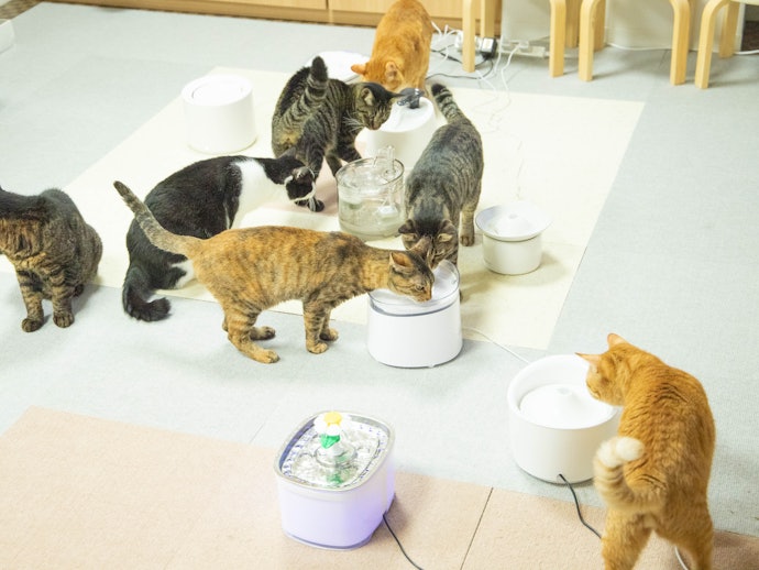 Cat Water Fountains Evaluation