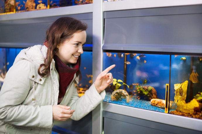 Add Your Fish After Your Tank Is Ready