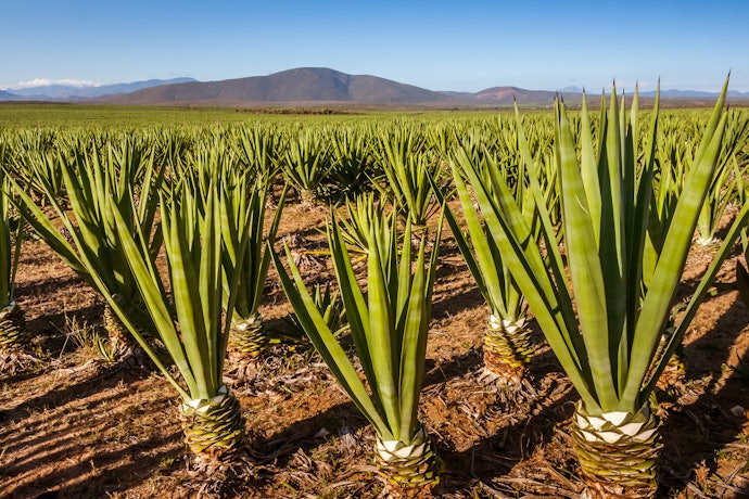 What is Sisal?