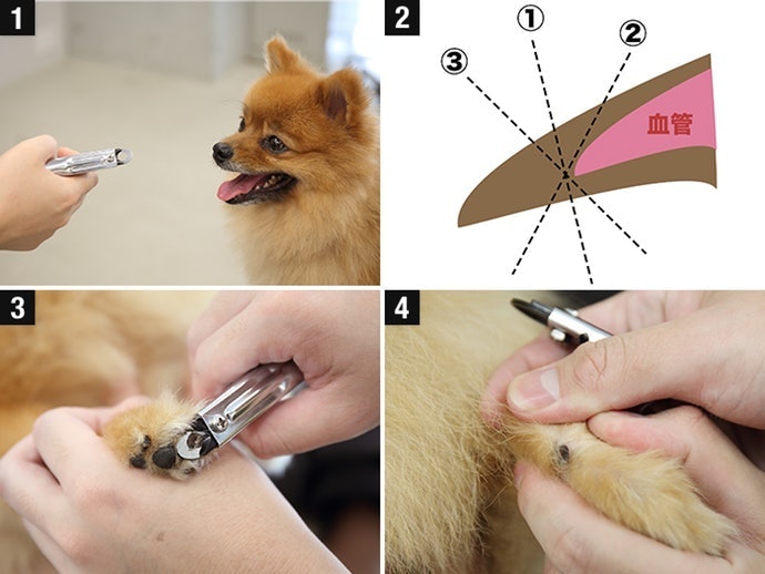 Use the Right Procedure When Cutting Nails