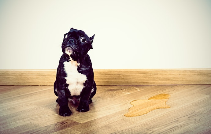 Use it as a Toilet Training Tool