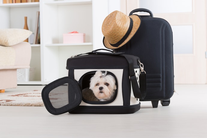 Fabric for Small, Medium, and Well-Behaved Dogs