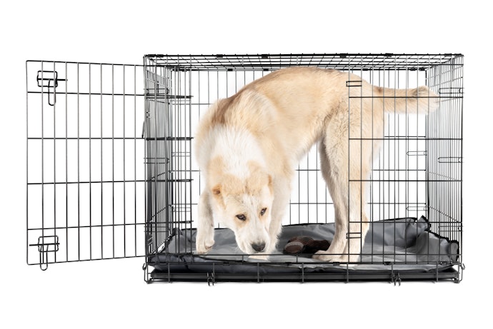 Sturdy Ones for Lively Dogs