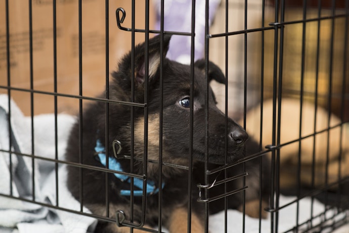 Indoor Crates are Ideal for Normal, Every Day Use