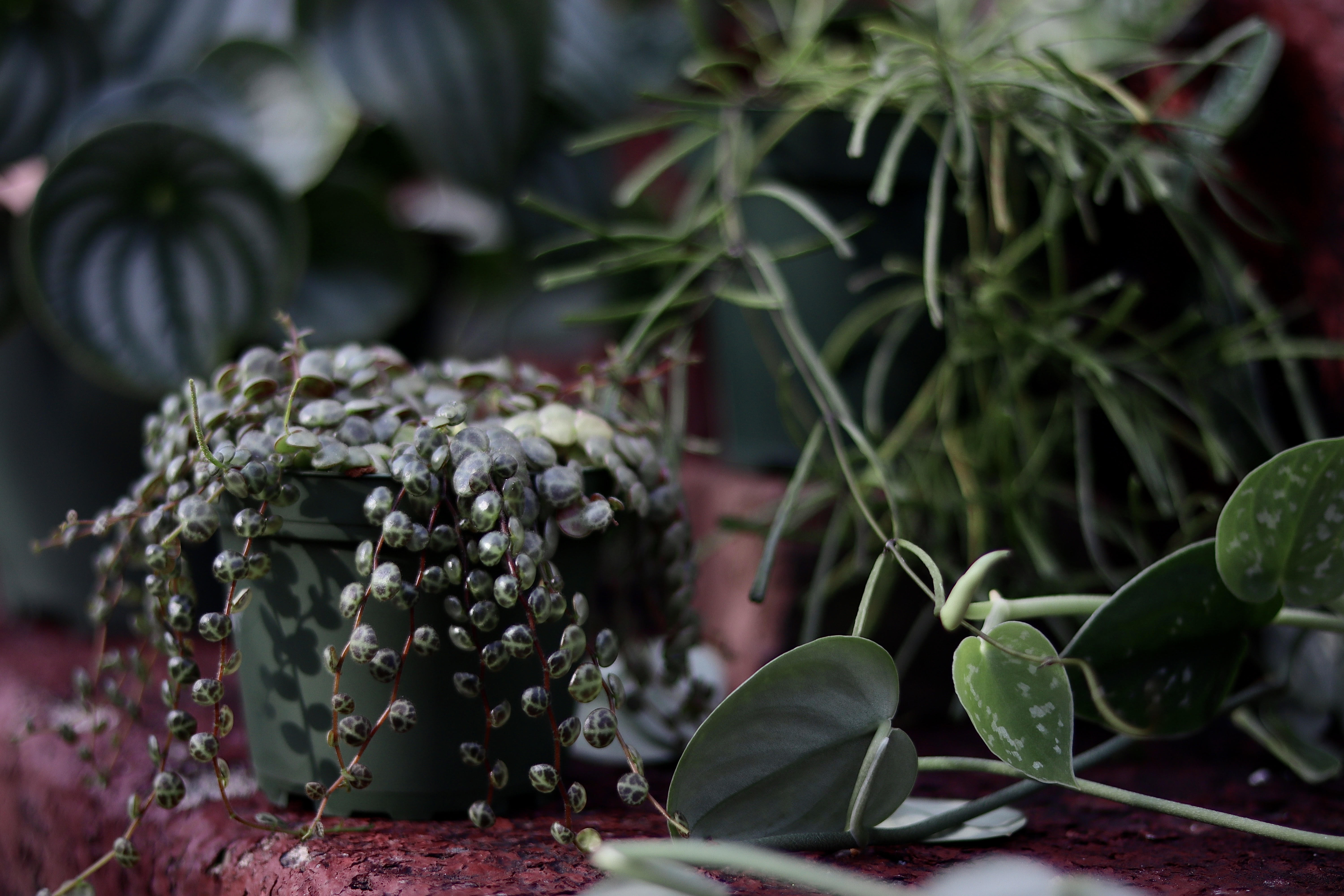 Nick Alexander's 10 Plants Everyone Should Have in Their Home