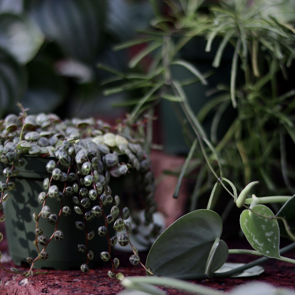 Nick Alexander's 10 Plants Everyone Should Have in Their Home