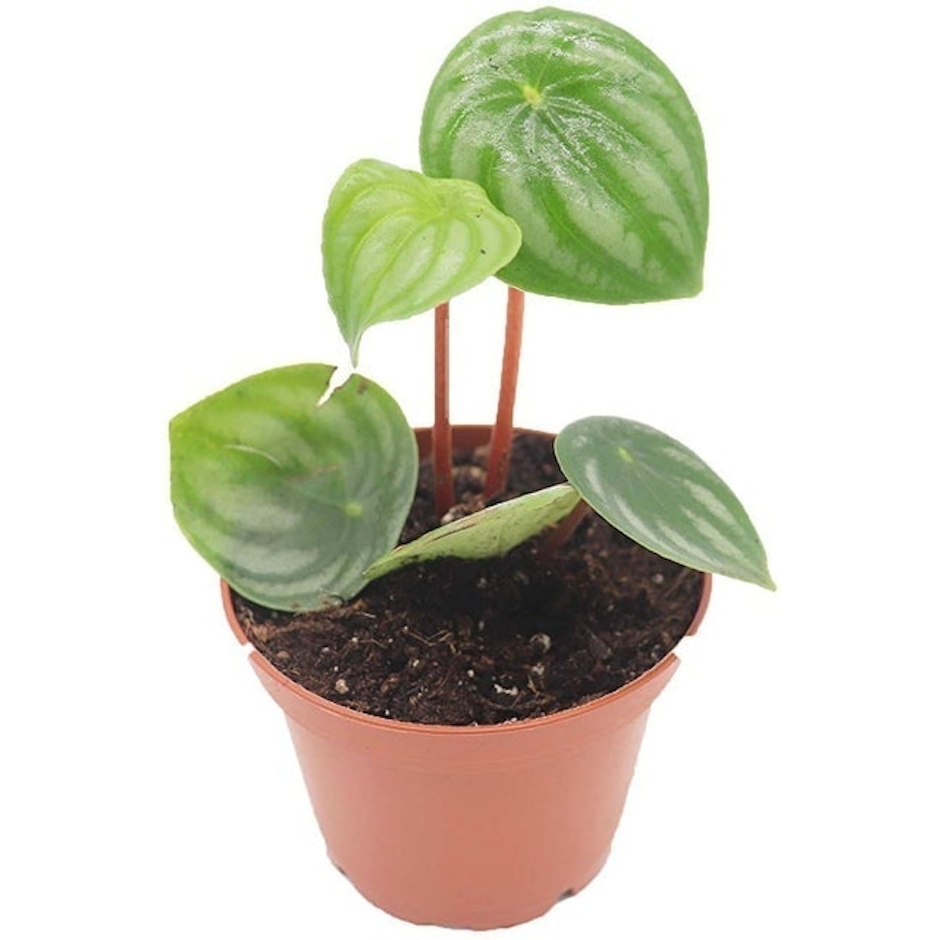 California Tropicals Watermelon Peperomia Image 1