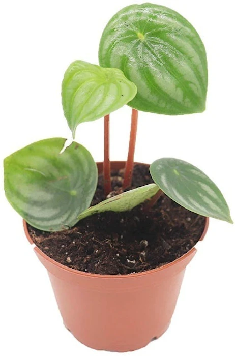 California Tropicals Watermelon Peperomia Image 1