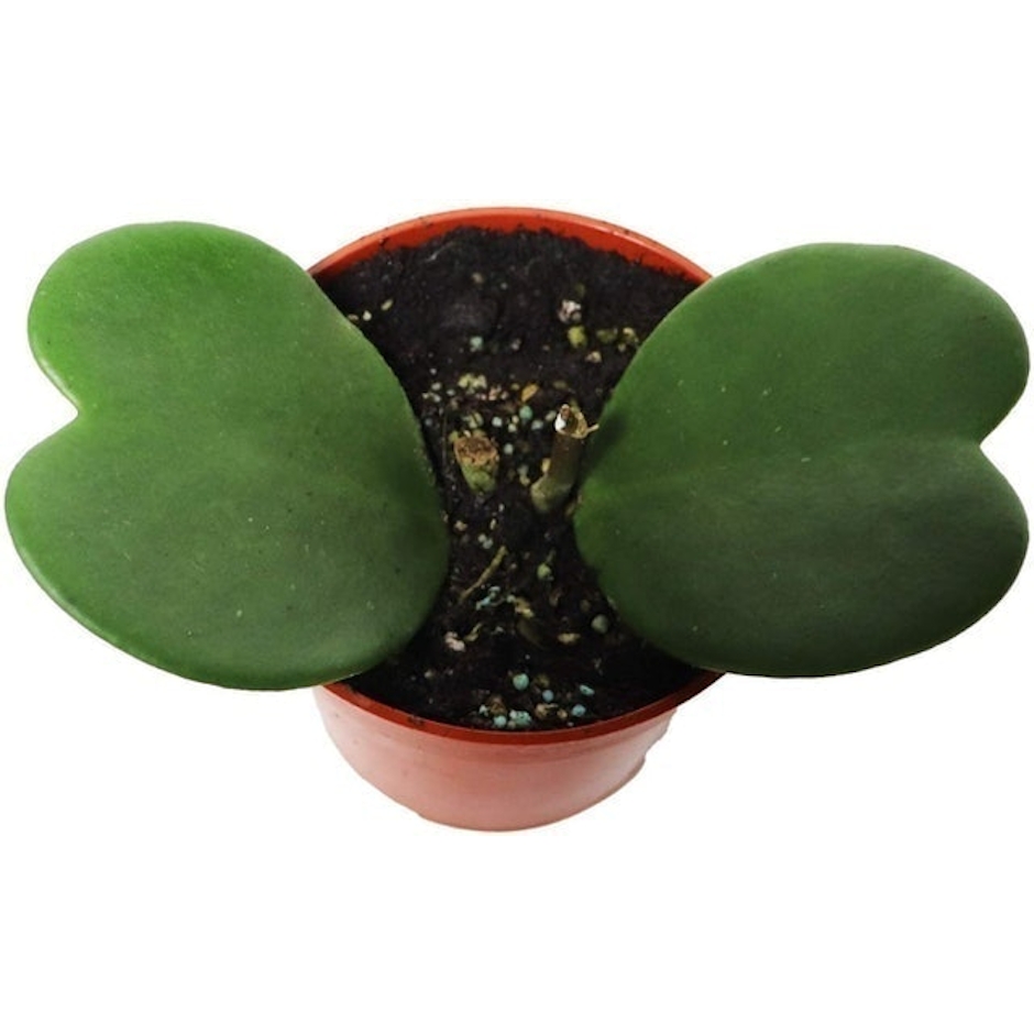 California Tropicals Hoya Kerrii Image 1