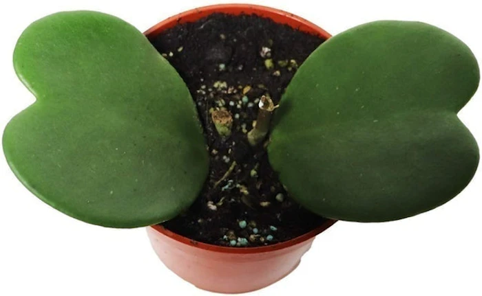 California Tropicals Hoya Kerrii Image 1