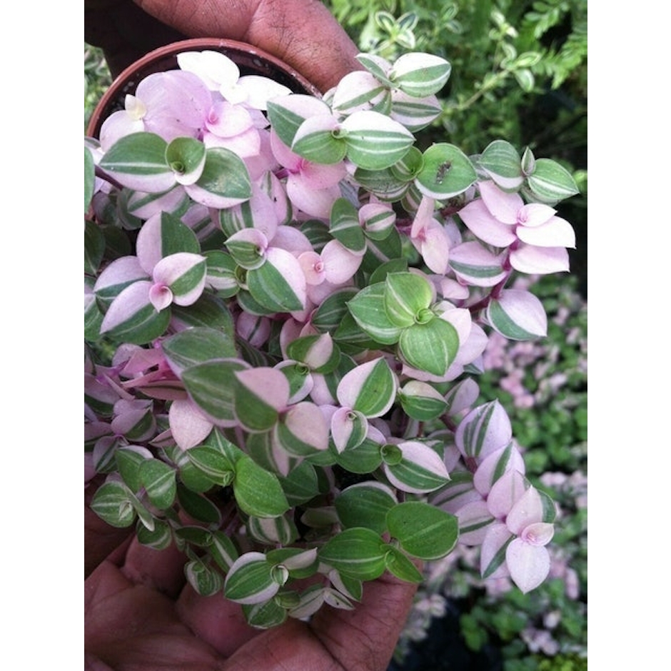 Calisia repens 'Bianca' Image 1