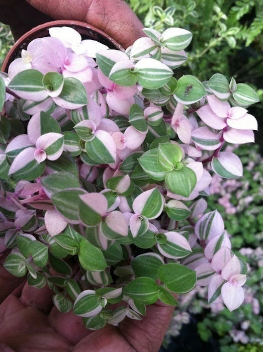 Calisia repens 'Bianca' Image 1