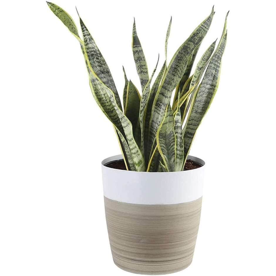 Costa Farms Live Indoor Snake Sansevieria Floor Plant Image 1