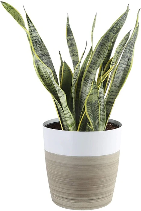 Costa Farms Live Indoor Snake Sansevieria Floor Plant Image 1