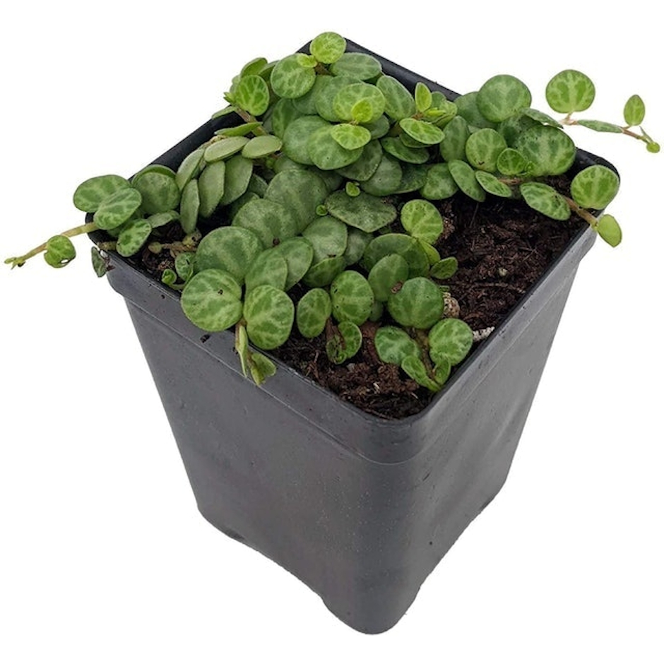 Hirt's Gardens String of Turtles Peperomia prostrata Image 1