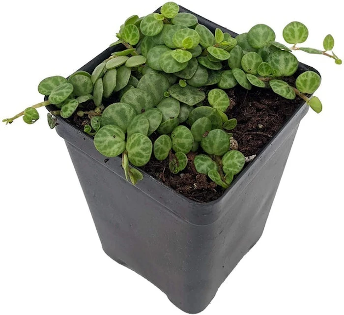 Hirt's Gardens String of Turtles Peperomia prostrata Image 1