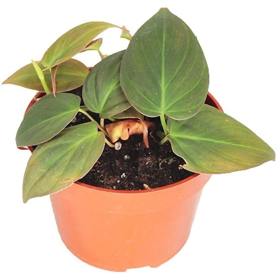 California Tropicals Philodendron Micans Image 1