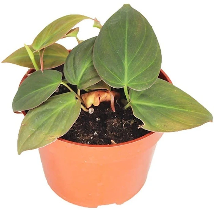 California Tropicals Philodendron Micans Image 1