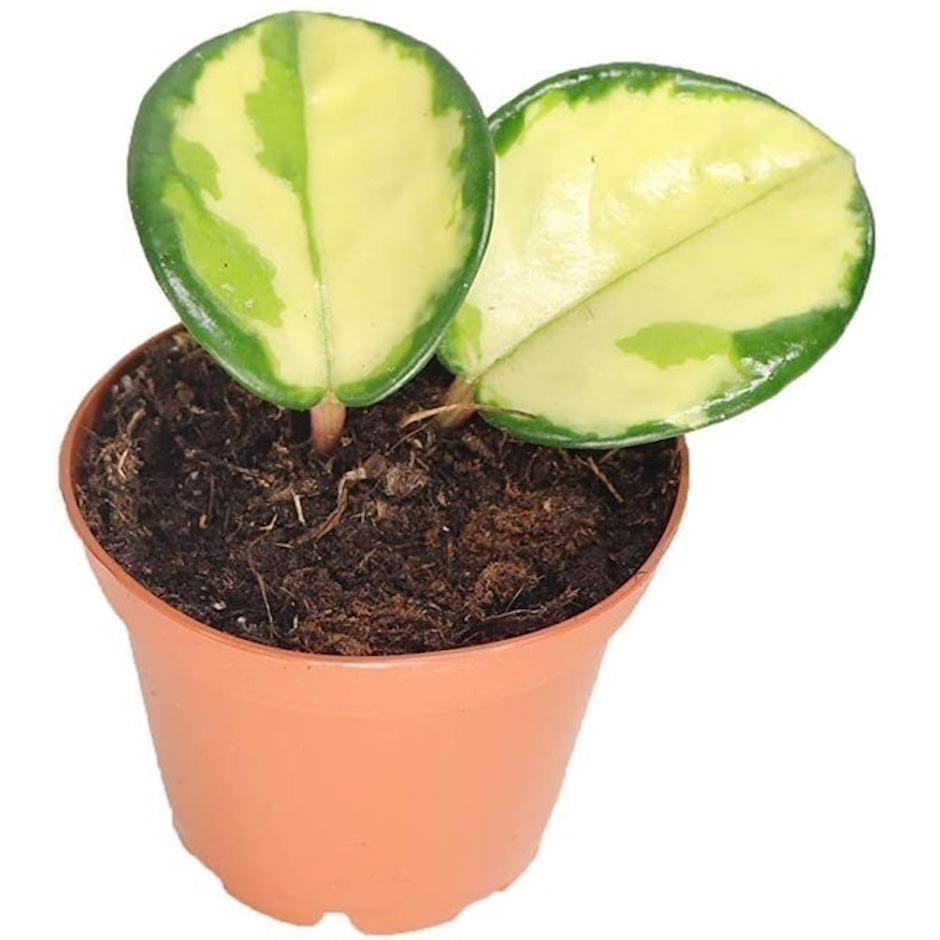 California Tropicals Hoya Exotica 'Tricolor' Image 1