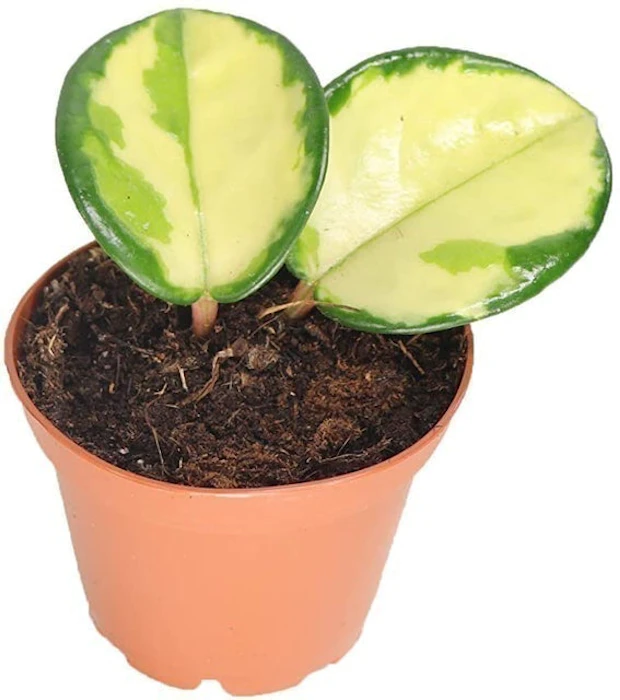 California Tropicals Hoya Exotica 'Tricolor' Image 1