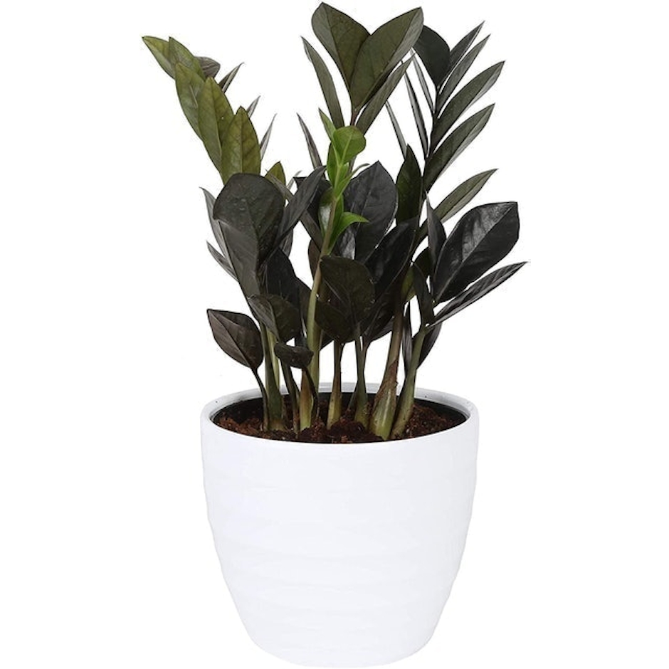 Costa Farms Black Raven ZZ Plant Image 1