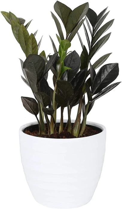 Costa Farms Black Raven ZZ Plant Image 1