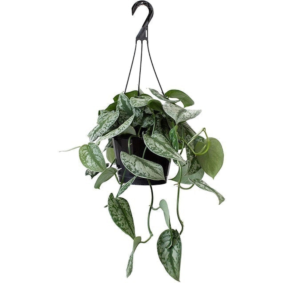 LiveTrends Design Hanging Basket Pothos Scindapsus Image 1