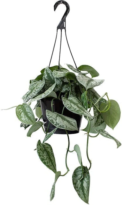 LiveTrends Design Hanging Basket Pothos Scindapsus Image 1