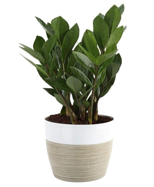 10 Best Plants for Your Bathroom in 2022 (Master Gardener-Reviewed) 2