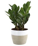 10 Best Plants for Your Bathroom in 2022 (Master Gardener-Reviewed) 2