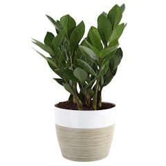 ZZ Plant