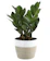 Costa Farms ZZ Plant 1