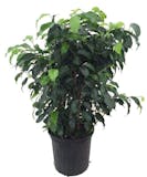 10 Best Indoor Plants for Air Quality in 2022 (Master Gardener-Reviewed) 4