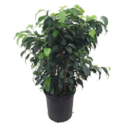 Wintergreen Weeping Fig Tree (Ficus benjamina)