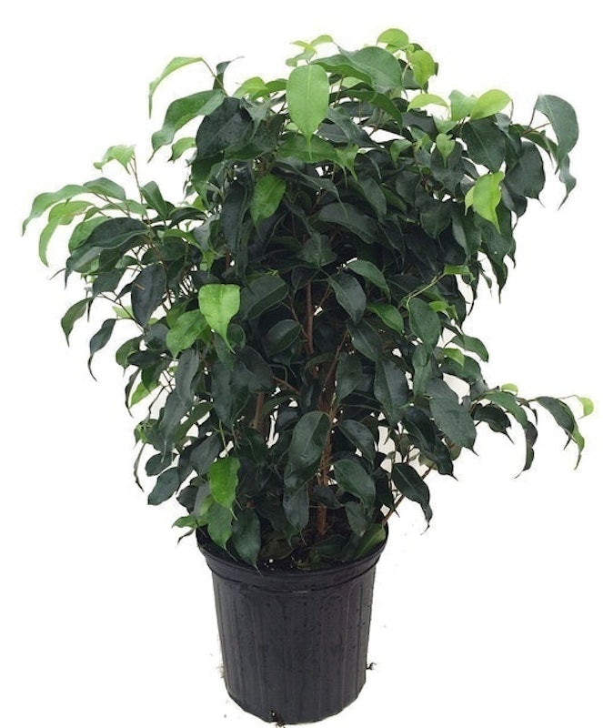 Wintergreen Weeping Fig Tree (Ficus benjamina) 1