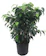 Hirt's Gardens Wintergreen Weeping Fig Tree (Ficus benjamina) 1