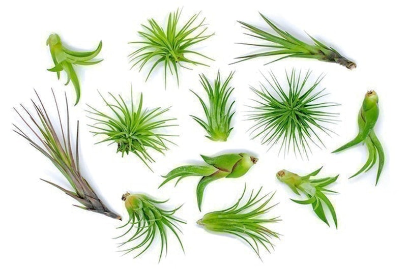 Air Plant Variety Pack 1