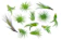 Plants for Pets Air Plant Variety Pack 1