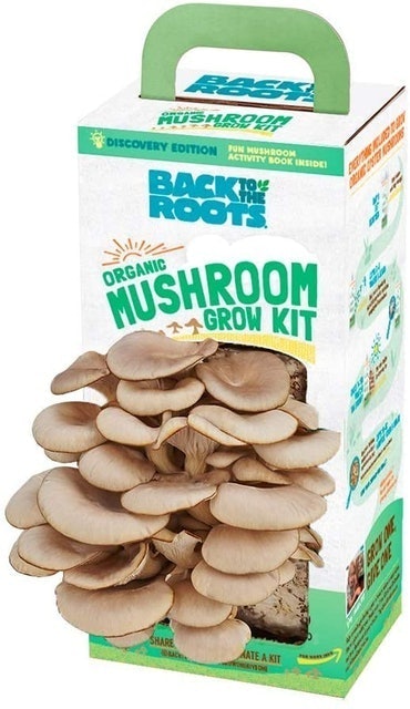 10 Best Mushroom Grow Kits in 2022 (Master Gardener-Reviewed) 1