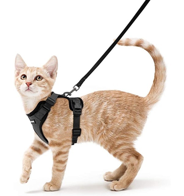10 Best Cat Harnesses in 2022 (Kitty Holster, rabbitgoo, and More) 1